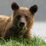 Brown bear in rain chewing grass with calm water in the background.