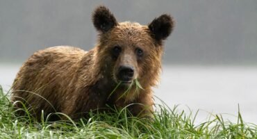 Brown bear in rain chewing grass with calm water in the background.