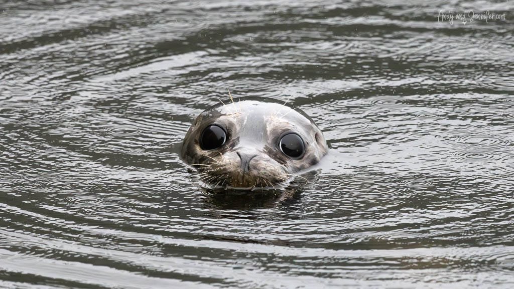 Close-up of harbor seal peeking out of the water