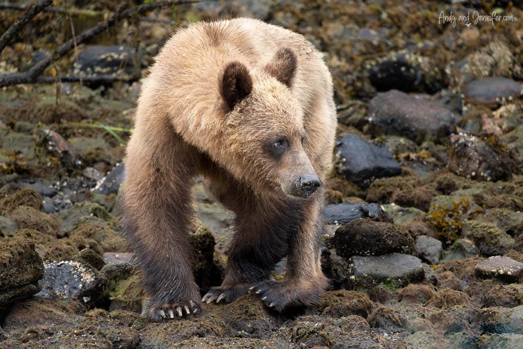 Young brown bear walking on rocky shoreline
