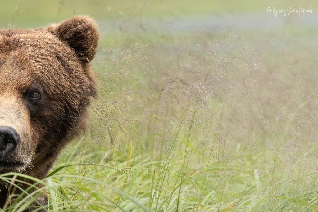 Close-up of brown bear peeking through grass
