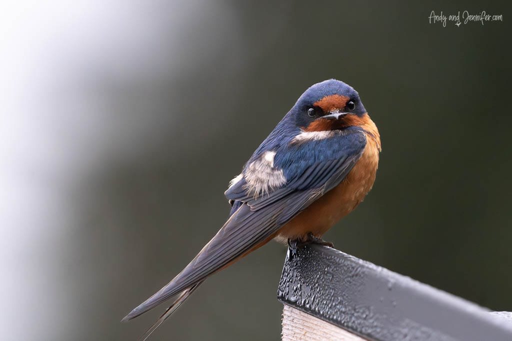 Barn swallow perched on edge, looking toward camera