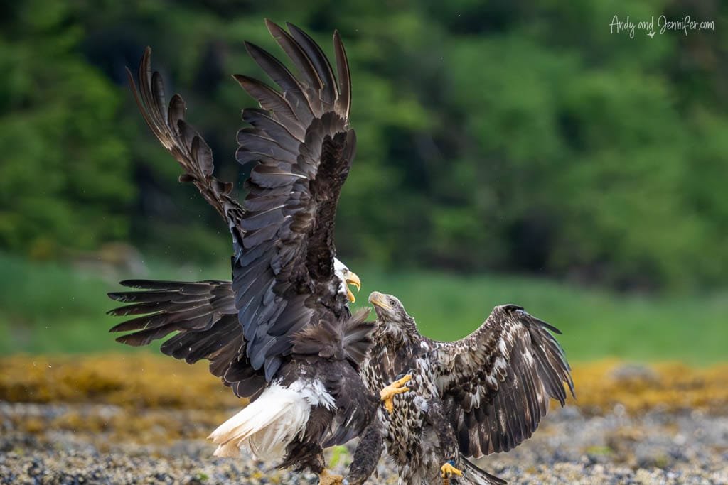 Two bald eagles fighting on rocky shoreline