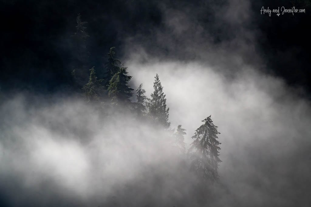 Evergreen trees emerging through thick mountain fog.
