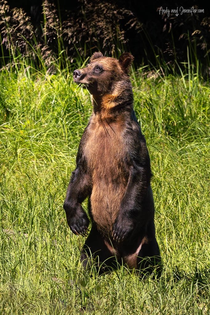 Brown bear standing upright in tall grass