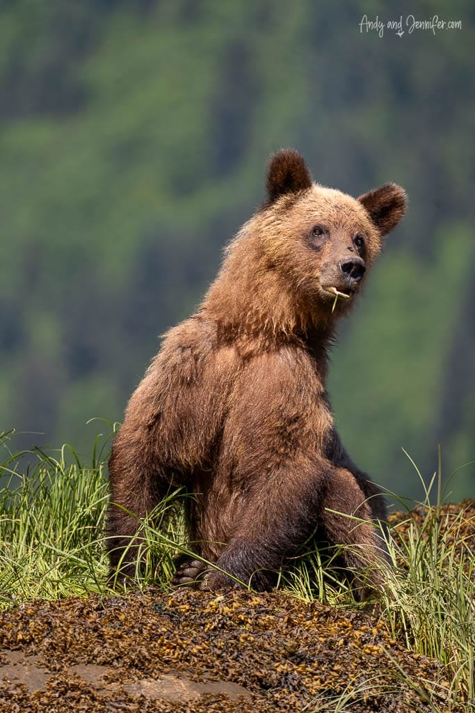 Brown bear sitting on grassy hillside chewing grass.
