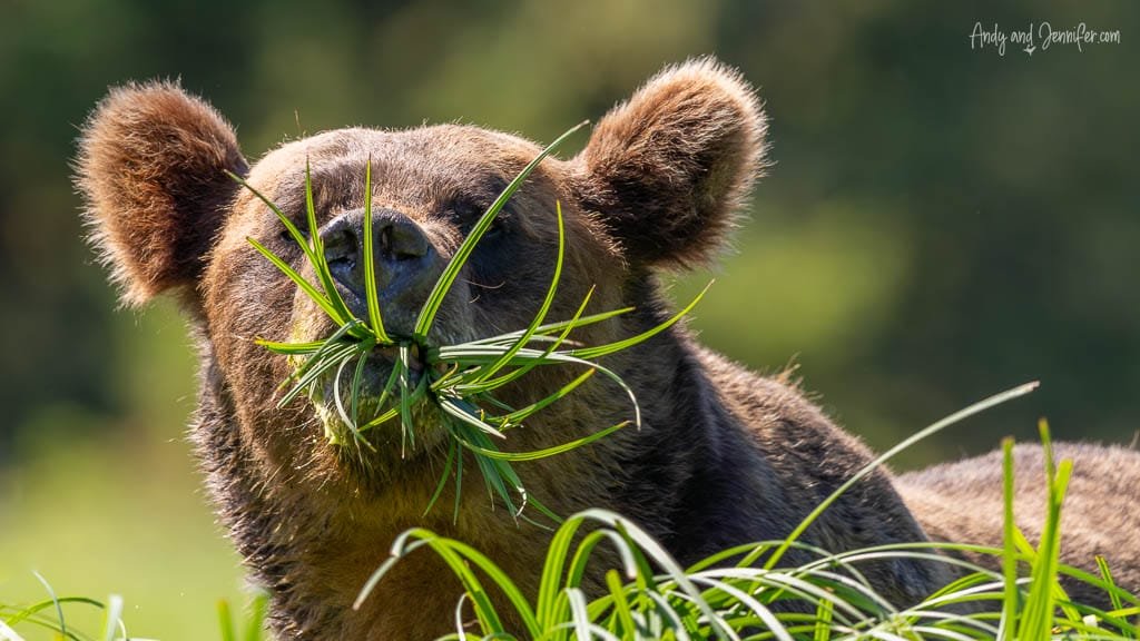 Close-up of brown bear chewing fresh grass