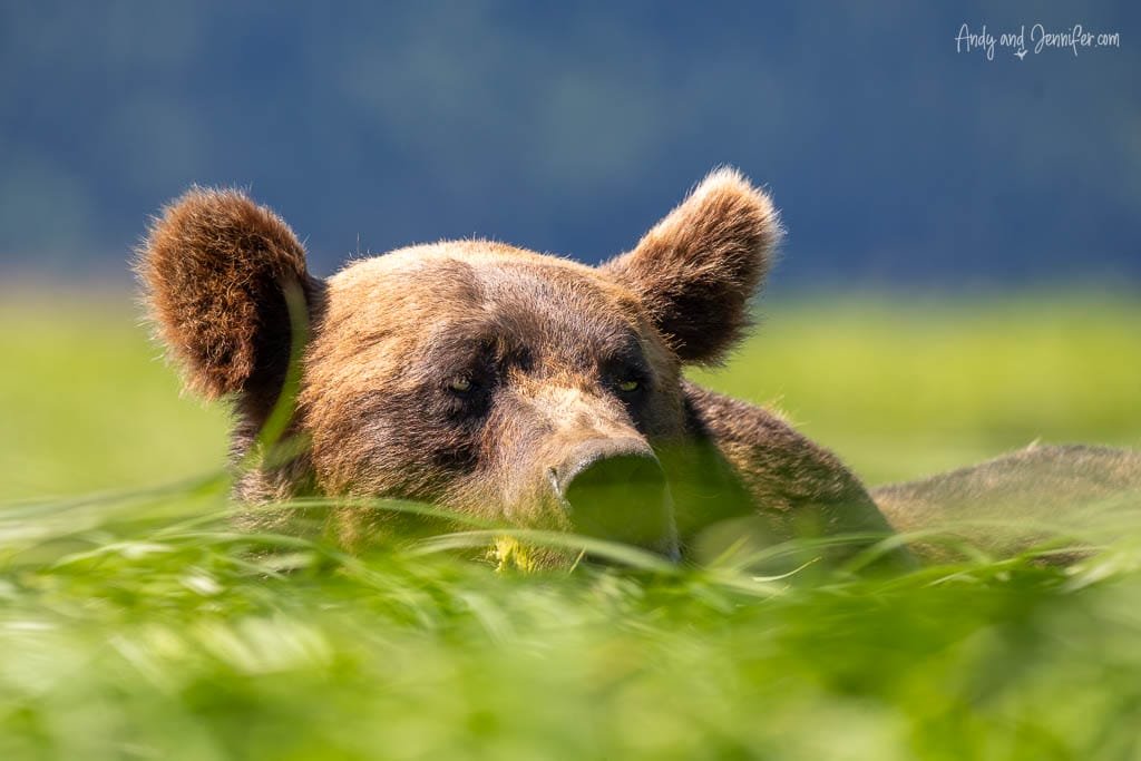 Brown bear resting in tall green grass.