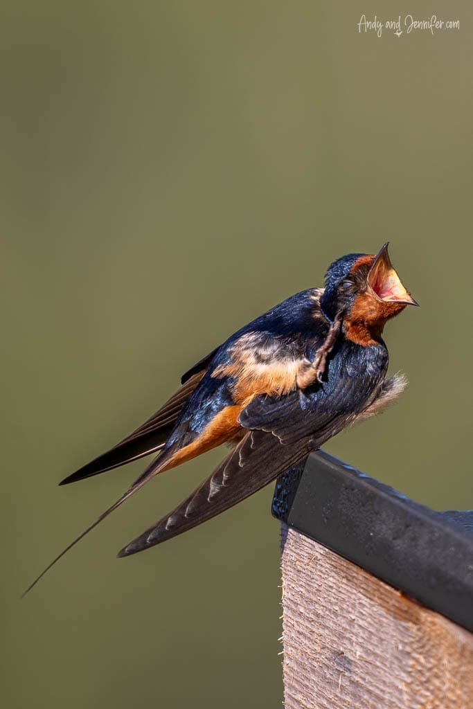 Barn swallow perched with beak wide open