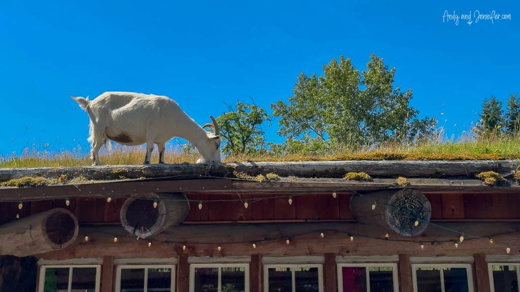 Goat grazing on grassy rooftop of wooden building
