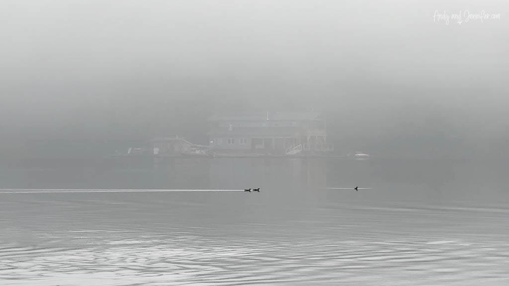 Floating lodge in dense fog with swimming birds