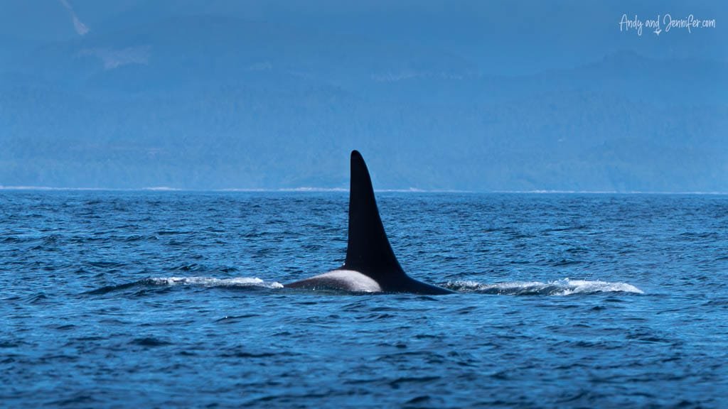 Orca dorsal fin in ocean with mountain backdrop