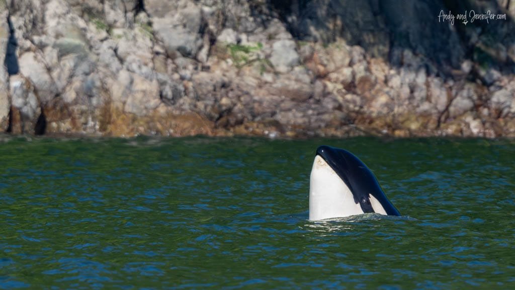 Orca spyhopping near rocky shoreline