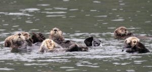 Wildlife Watching in Tofino: Whales, Bears, Otters and Puffins