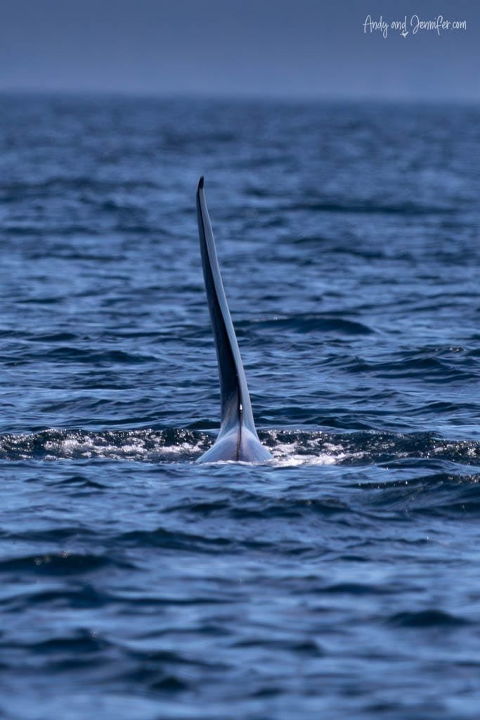 Tall orca fin slicing through ocean water