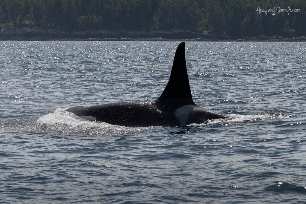 Orca surfacing near forested coastline