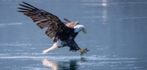 The Eagle Show in Campbell River