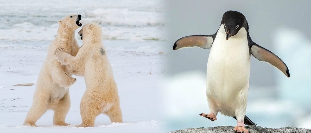 Polar bears play fighting on snow next to walking penguin (composite image)