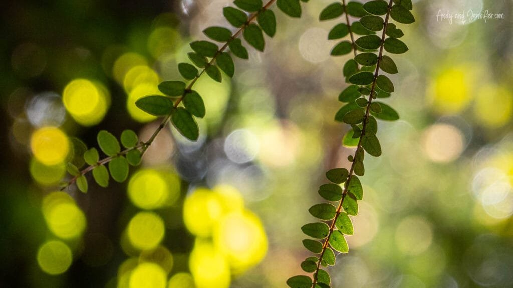 Close-up of native leaves with soft light in rainforest, South Island, New Zealand