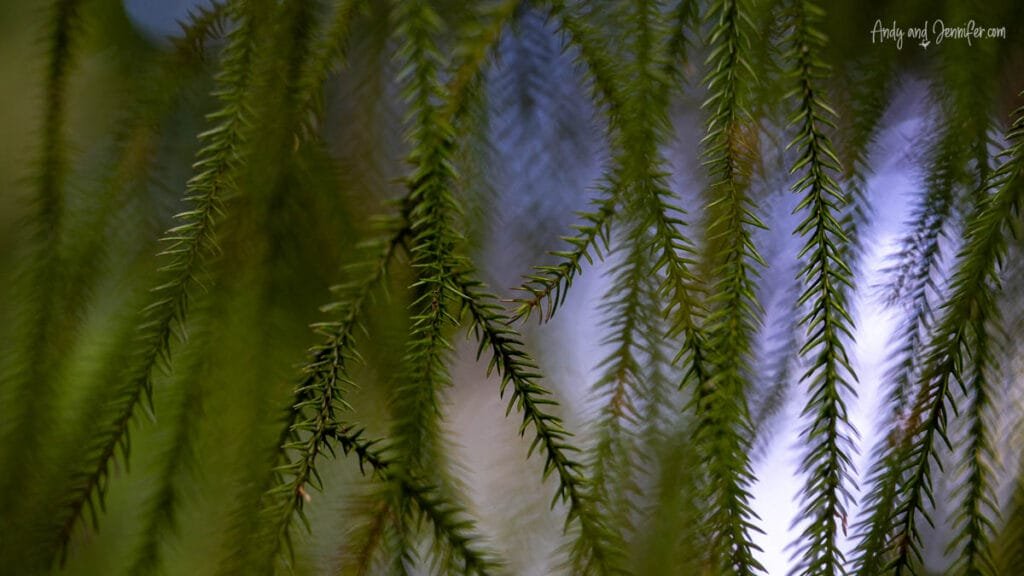 Close-up of hanging native foliage in rainforest near Lake Moeraki