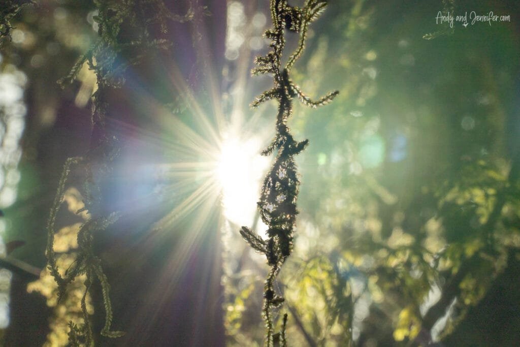 Sunlight filtering through native forest at Lake Moeraki, South Island, New Zealand