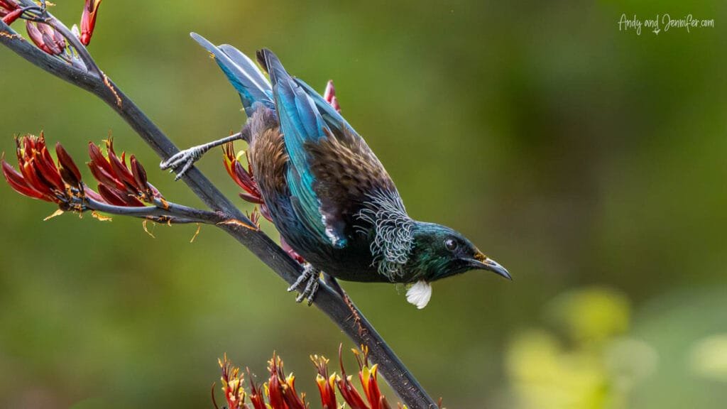Tūī bird feeding on native flowers, New Zealand wildlife