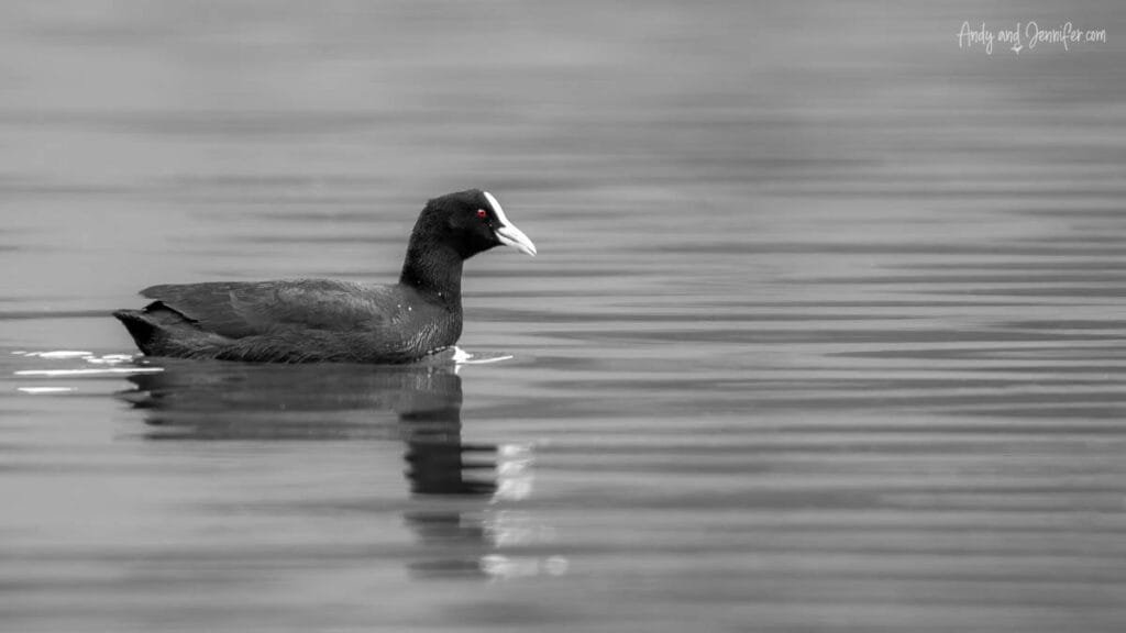 Coot in calm water, black and white photograph on the South Island