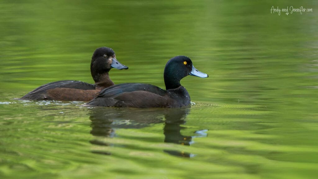 Pair of New Zealand ducks swimming in green water on the South Island
