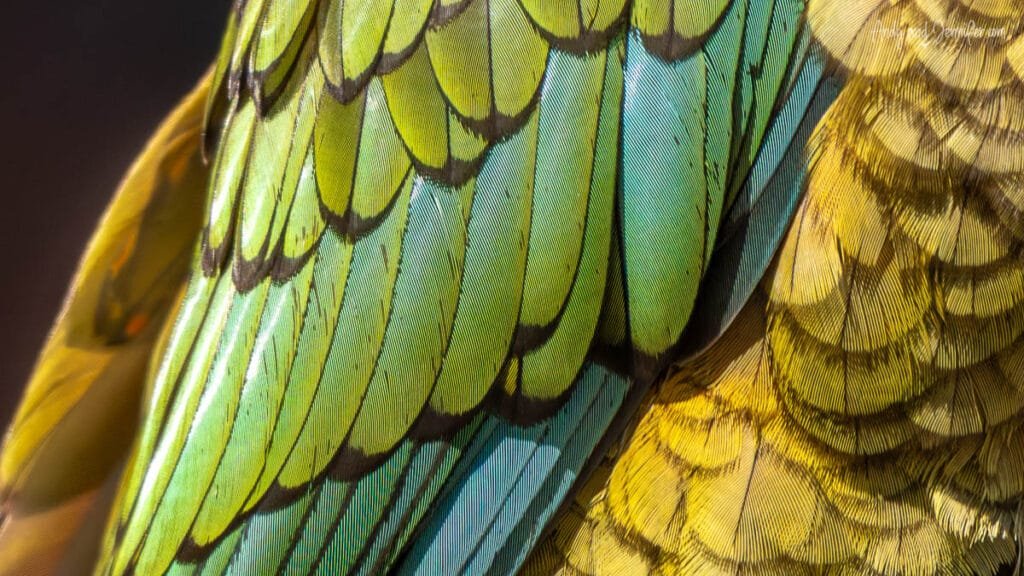 Close-up of kea parrot feathers showing green and yellow plumage, New Zealand wildlife