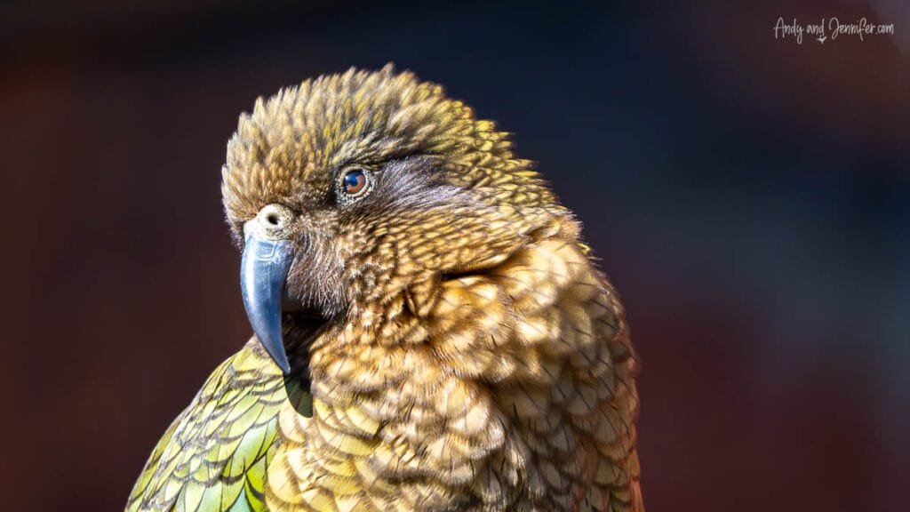 Close-up portrait of a kea parrot showing detailed feathers and beak, South Island, New Zealand