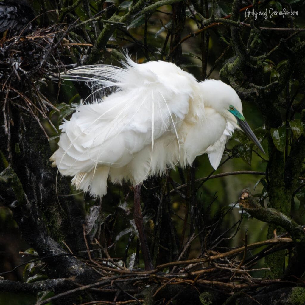 White heron (kōtuku) on nest at Waitangiroto Nature Reserve, South Island, New Zealand