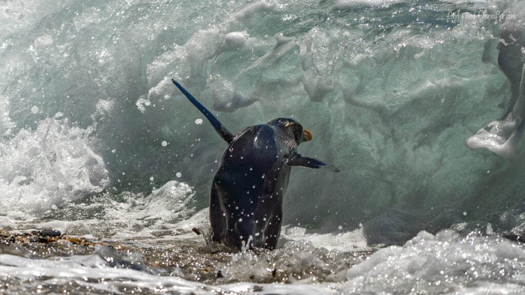 Fiordland penguin heading out to sea through surf on West Coast beach, South Island, New Zealand