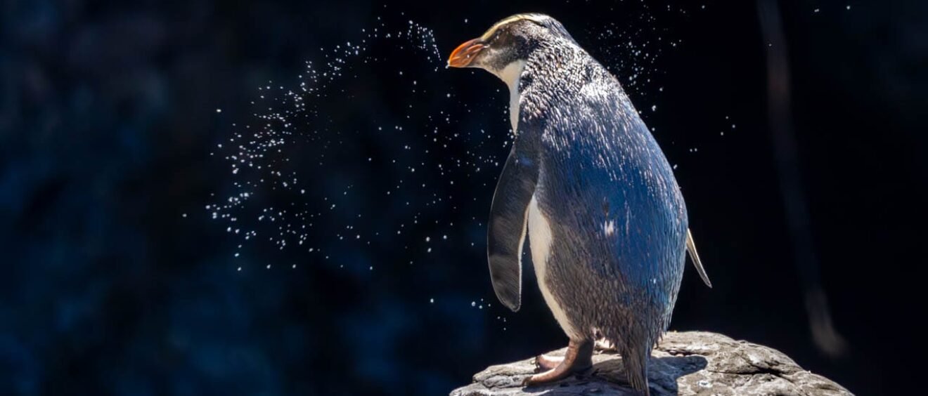 Fiordland penguin standing on rock with water droplets, West Coast New Zealand