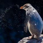 Fiordland penguin standing on rock with water droplets, West Coast New Zealand