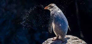 Fiordland penguin standing on rock with water droplets, West Coast New Zealand