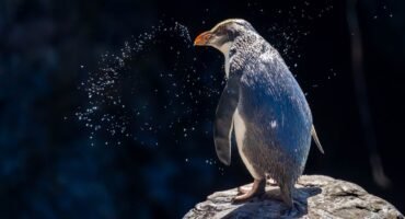 Fiordland penguin standing on rock with water droplets, West Coast New Zealand