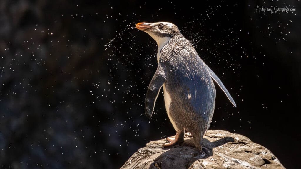 Fiordland penguin standing on rock with water droplets, West Coast New Zealand