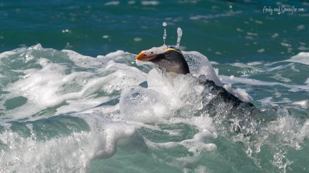 Fiordland penguin swimming through turquoise waves, New Zealand coastline