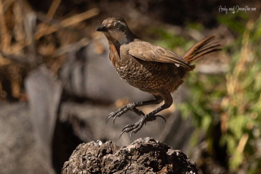 Turca (Pteroptochos megapodius) standing on rock at La Campana National Park, Chile
