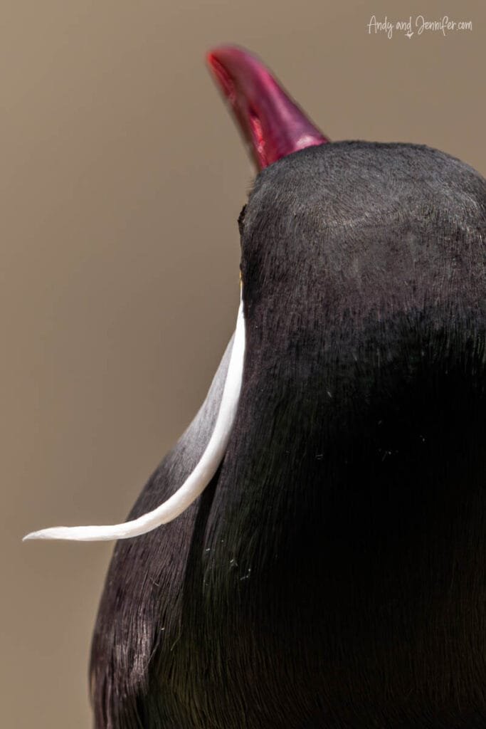 Close-up of Inca tern showing distinctive white facial feathers, Chile