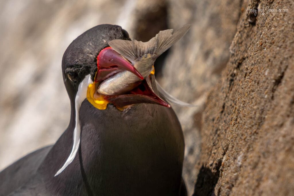 Inca tern calling with on rocky shoreline with fish in its bill