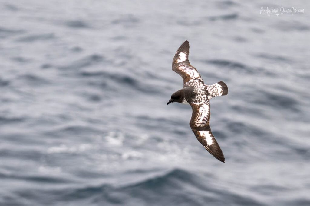 Cape petrel gliding low over choppy Antarctic waters near expedition ship