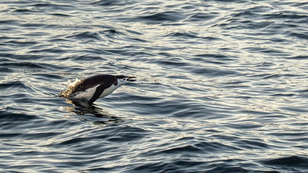 Penguin porpoising through ocean water during Antarctica expedition