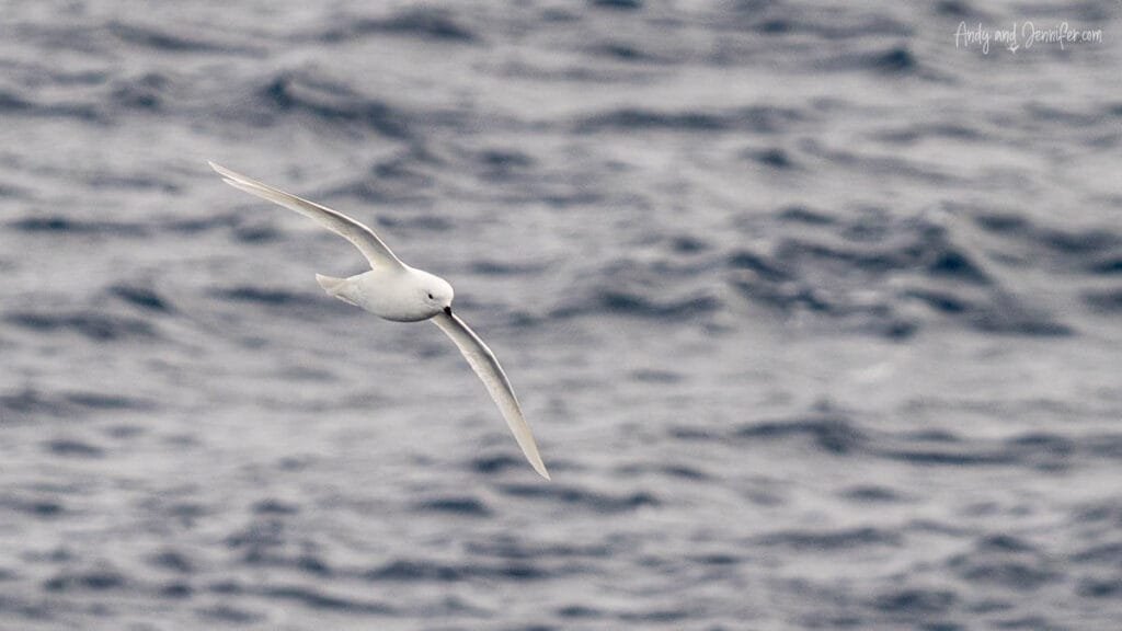 Snow petrel flying above the ocean with wings outstretched in Antarctica