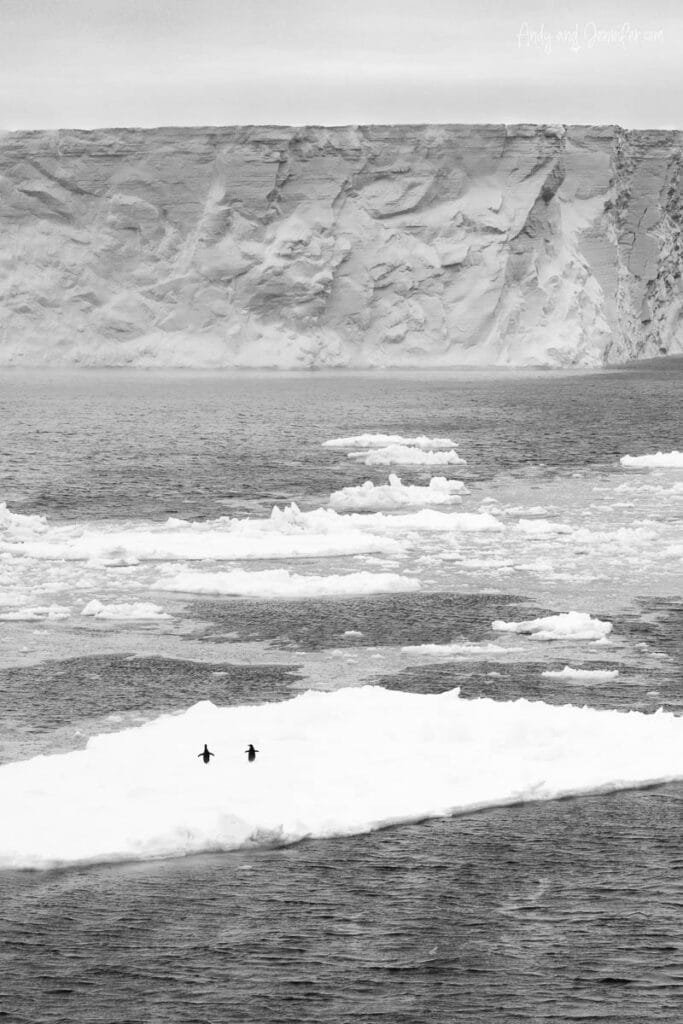 Distant penguins appearing as small dots on Antarctic sea ice near towering ice cliff