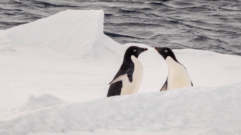 Two penguins standing on snow with ocean behind in Antarctica