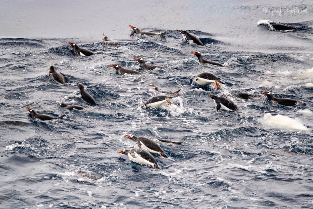 Penguins leaping out of choppy water while swimming alongside expedition ship in Antarctica