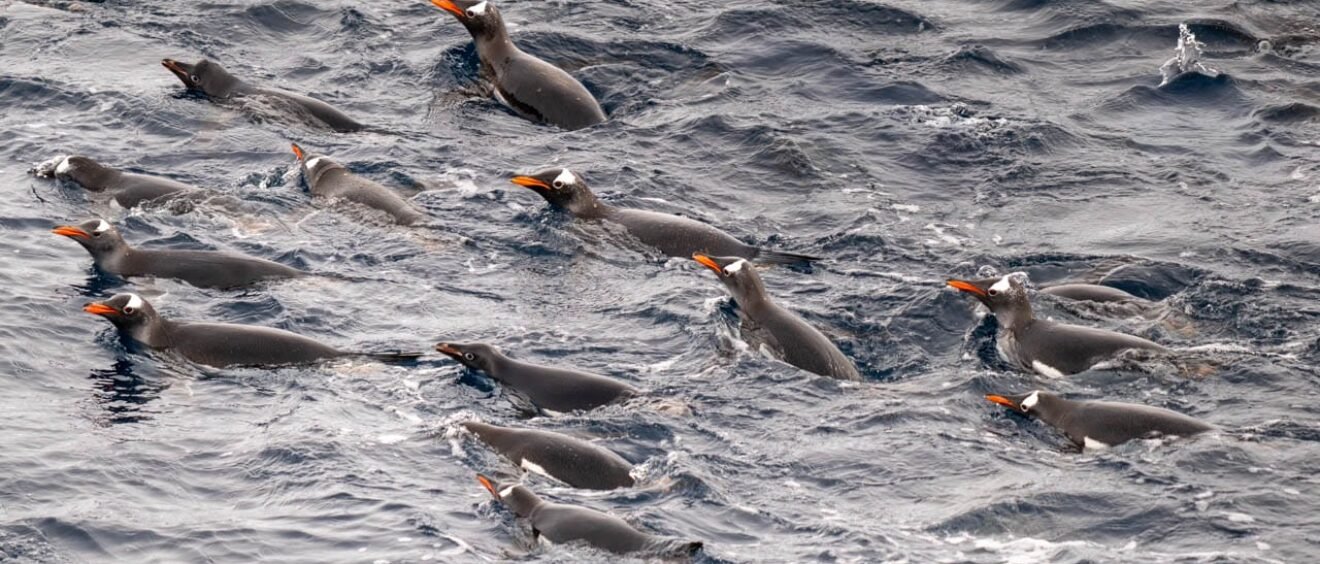 Penguins leaping out of choppy water while swimming alongside expedition ship in Antarctica
