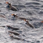 Penguins leaping out of choppy water while swimming alongside expedition ship in Antarctica
