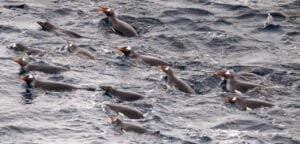 Penguins leaping out of choppy water while swimming alongside expedition ship in Antarctica